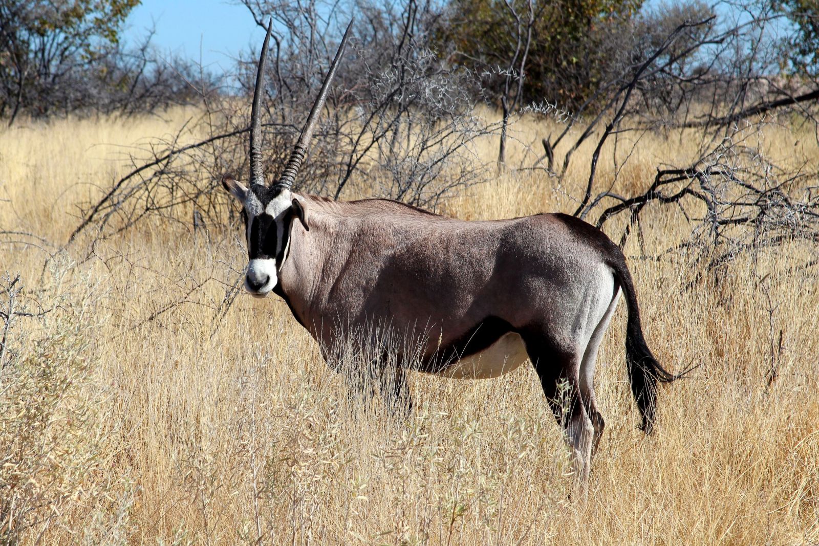 Zeitlose Eleganz und Schönheit – die Oryxantilope als Wappentier Namibias gehört zu den am besten an das Wüstenklima angepassten Antilopen.