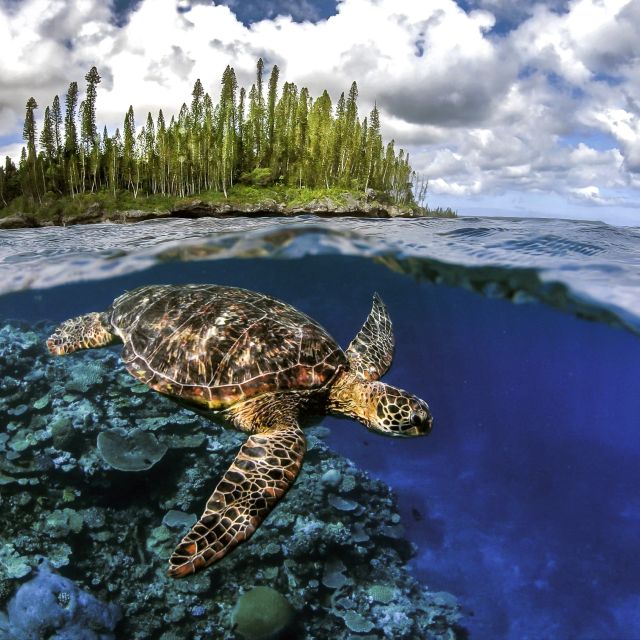 Seeschildkröte vor der Ile de Pines