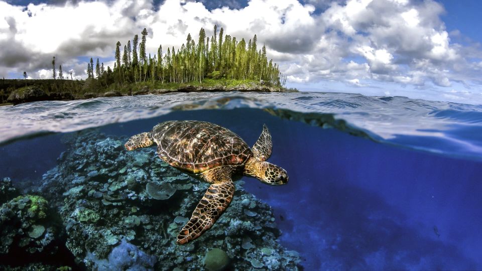 Seeschildkröte vor der Ile de Pines