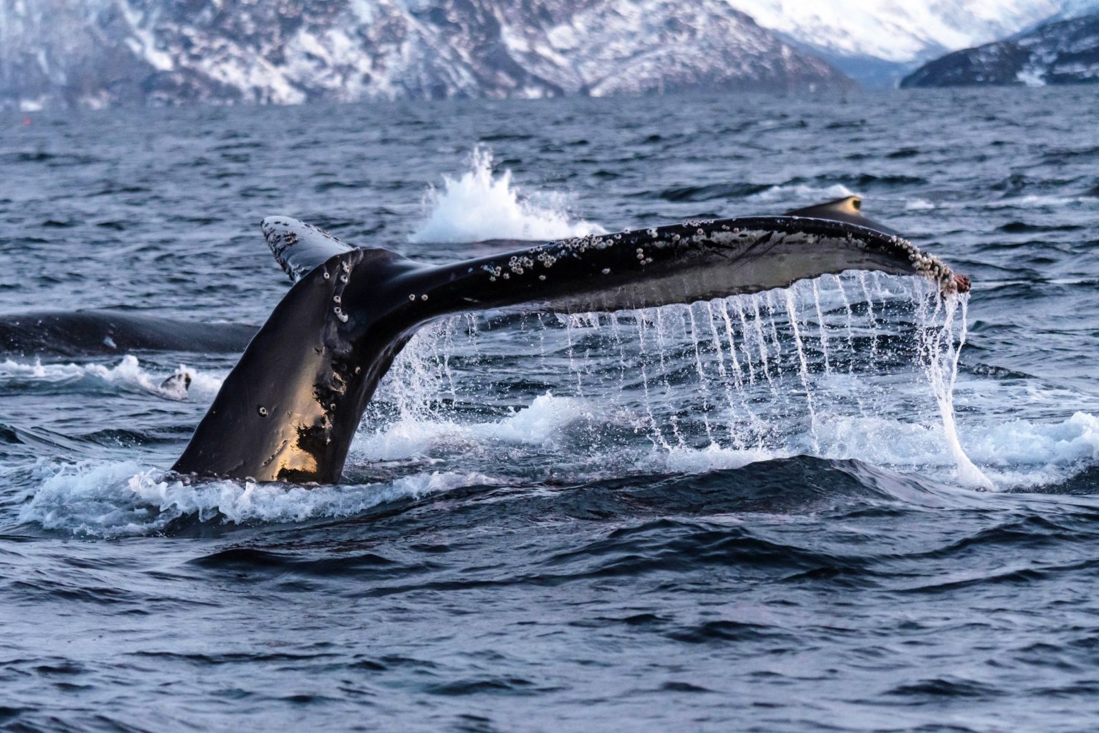 Beeindruckende Fluke eines Buckelwals