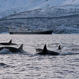 Orca-Sichtung