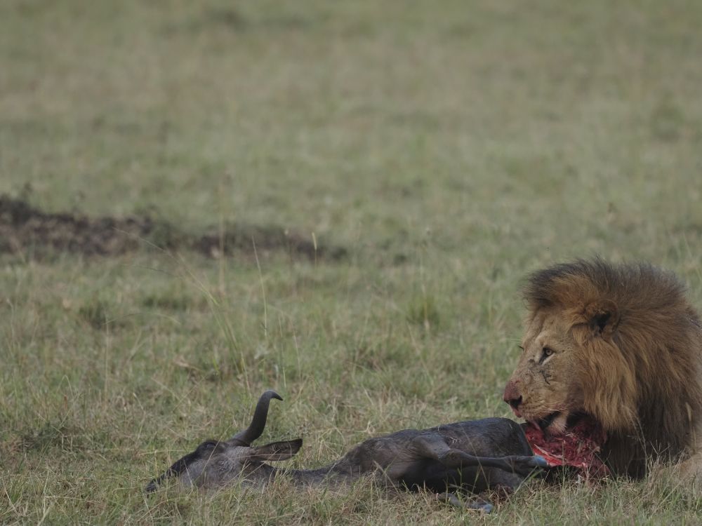 Toller (Foto-)Fang: Löwe mit Beute