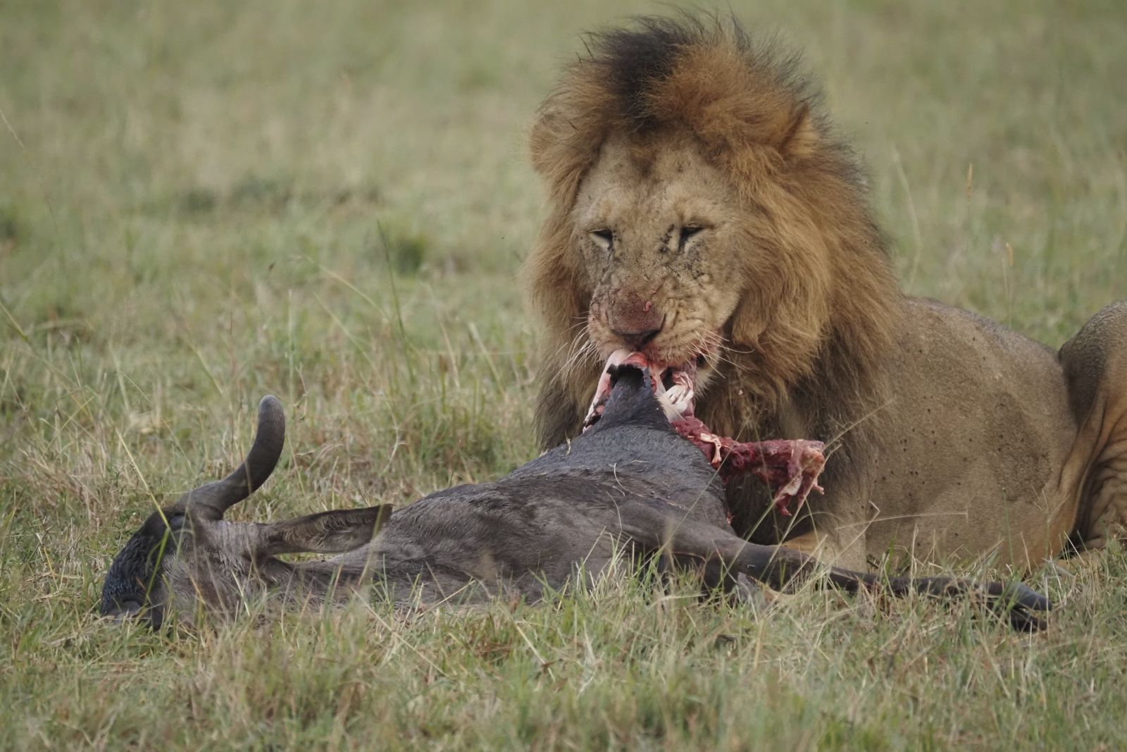Toller (Foto-)Fang: Löwe mit Beute