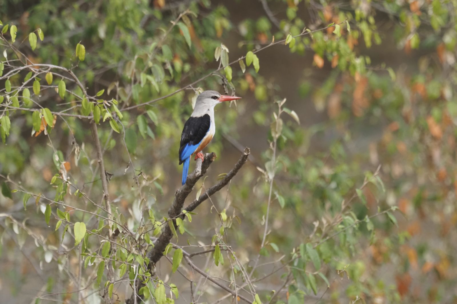 Farbenprächtige Vogelwelt Kenias