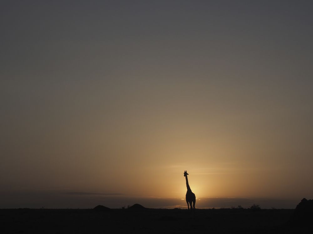Traum von Afrika – Morgensonne und Giraffe