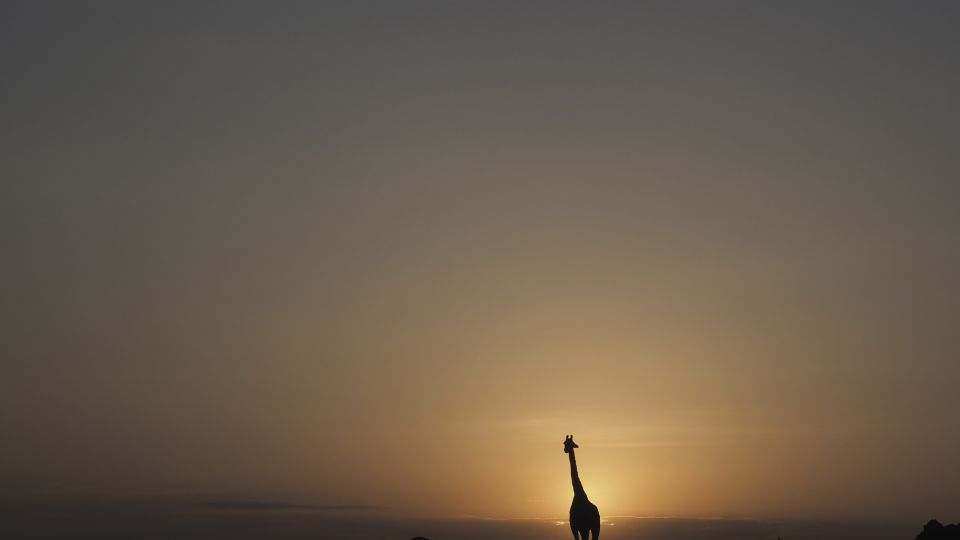 Traum von Afrika – Morgensonne und Giraffe