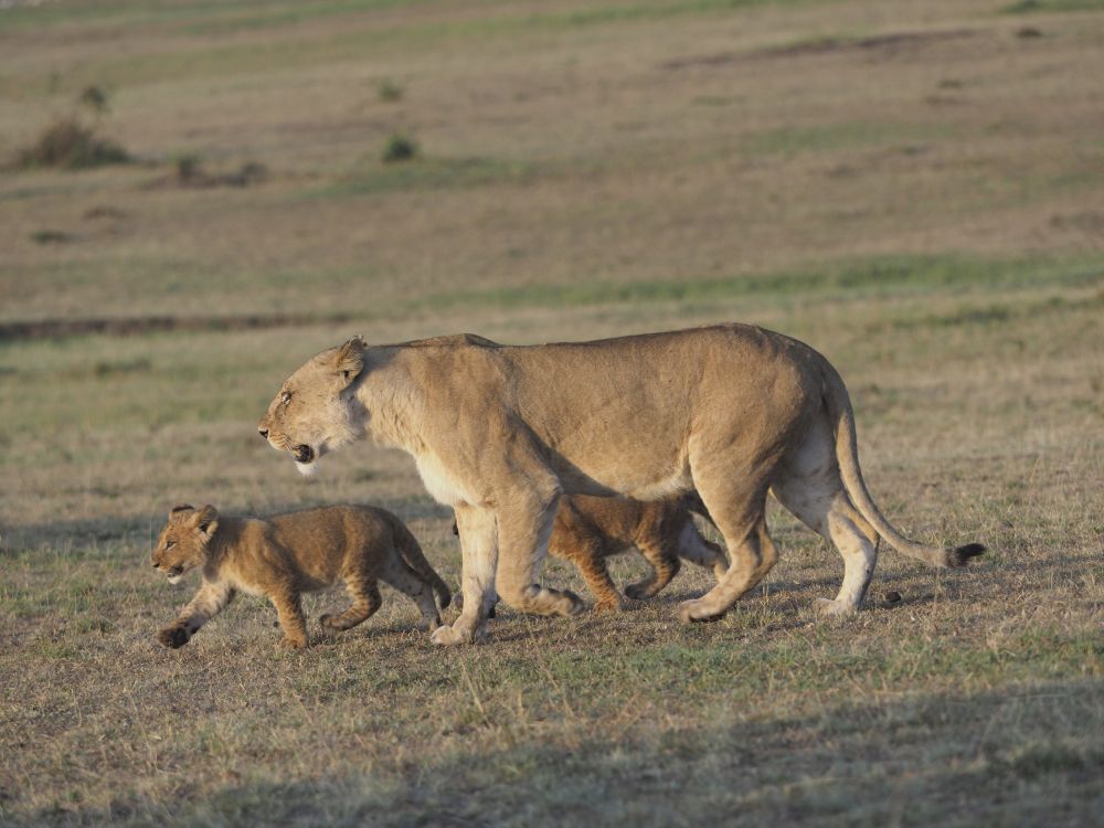 Löwenmutter mit Jungtieren