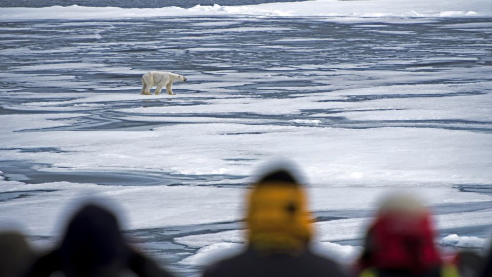 Eisbärbeobachtung im Meereis