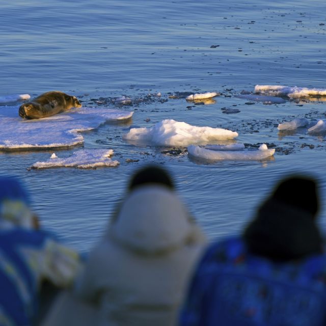 Robbenbeobachtung im losen Meereis