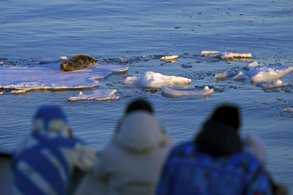 Robbenbeobachtung im losen Meereis