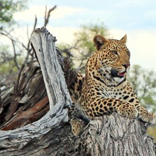 Leopard, Glück bei der Pirschfahrt im Chobe NP