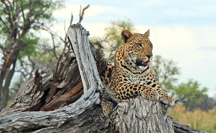 Leopard, Glück bei der Pirschfahrt im Chobe NP © Diamir