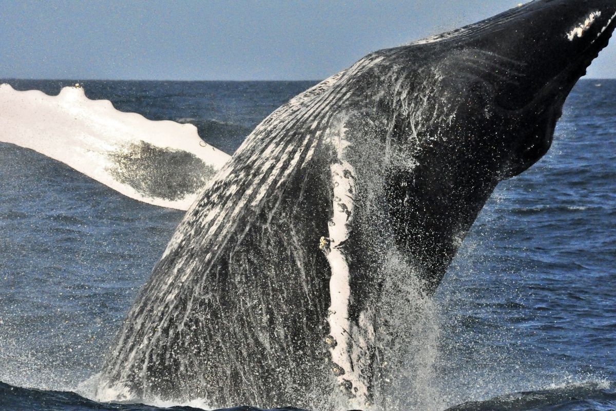Bei einer Walbeobachtungstour in der Bucht von Samana entstehen Gänsehautmomente, wenn die Buckelwale aus dem Wasser springen