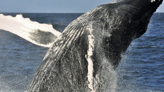 Walbeobachtung mit dem Segelkatamaran