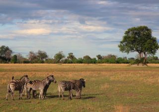 Zebras genießen den Morgen, Botswana