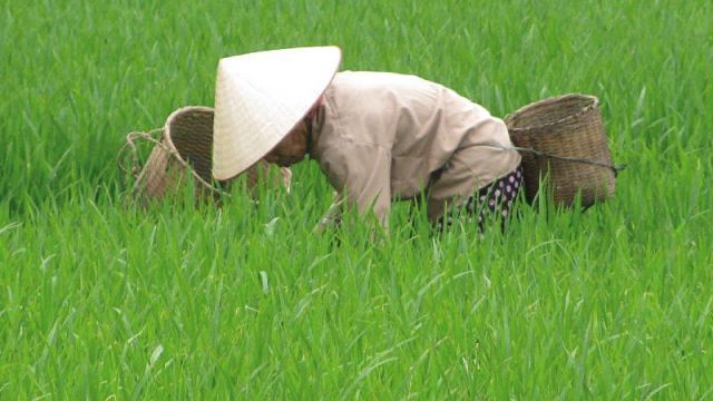 Frau bei der Arbeit im Reisfeld