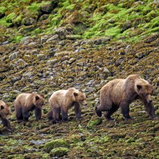 Eine Grizzlybärenfamilie am Ufer des Khutzeymateen Grizzly Bear Sanctuary, nördliches British Columbia.