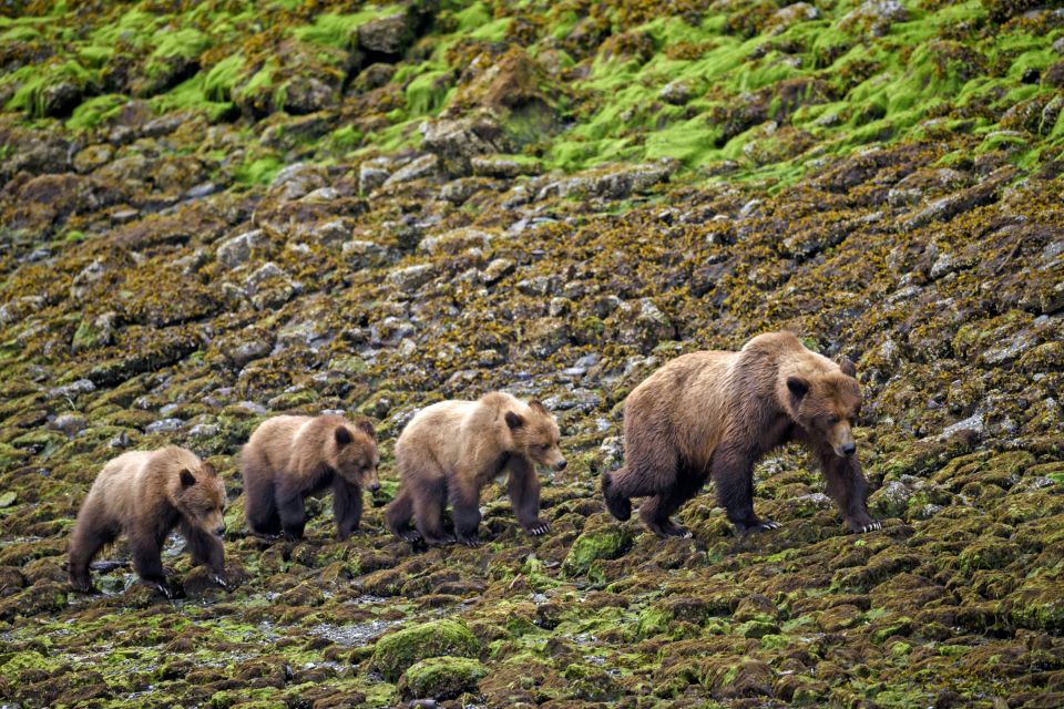 Eine Grizzlybärenfamilie am Ufer des Khutzeymateen Grizzly Bear Sanctuary, nördliches British Columbia.