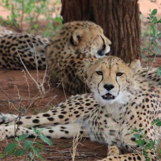 Geparden im Etosha-Nationalpark