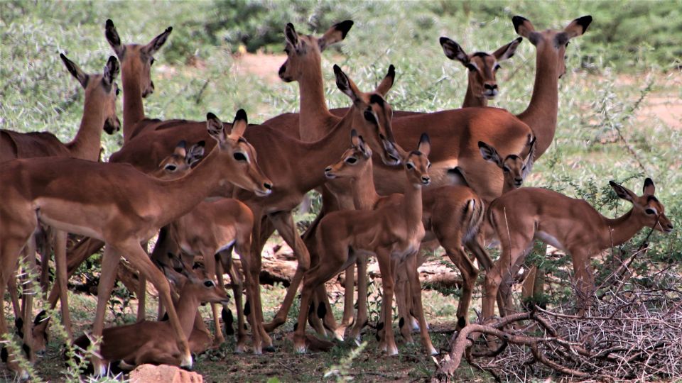 Große Herden von Springböcken – zu dieser Jahreszeit mit vielen Jungtieren