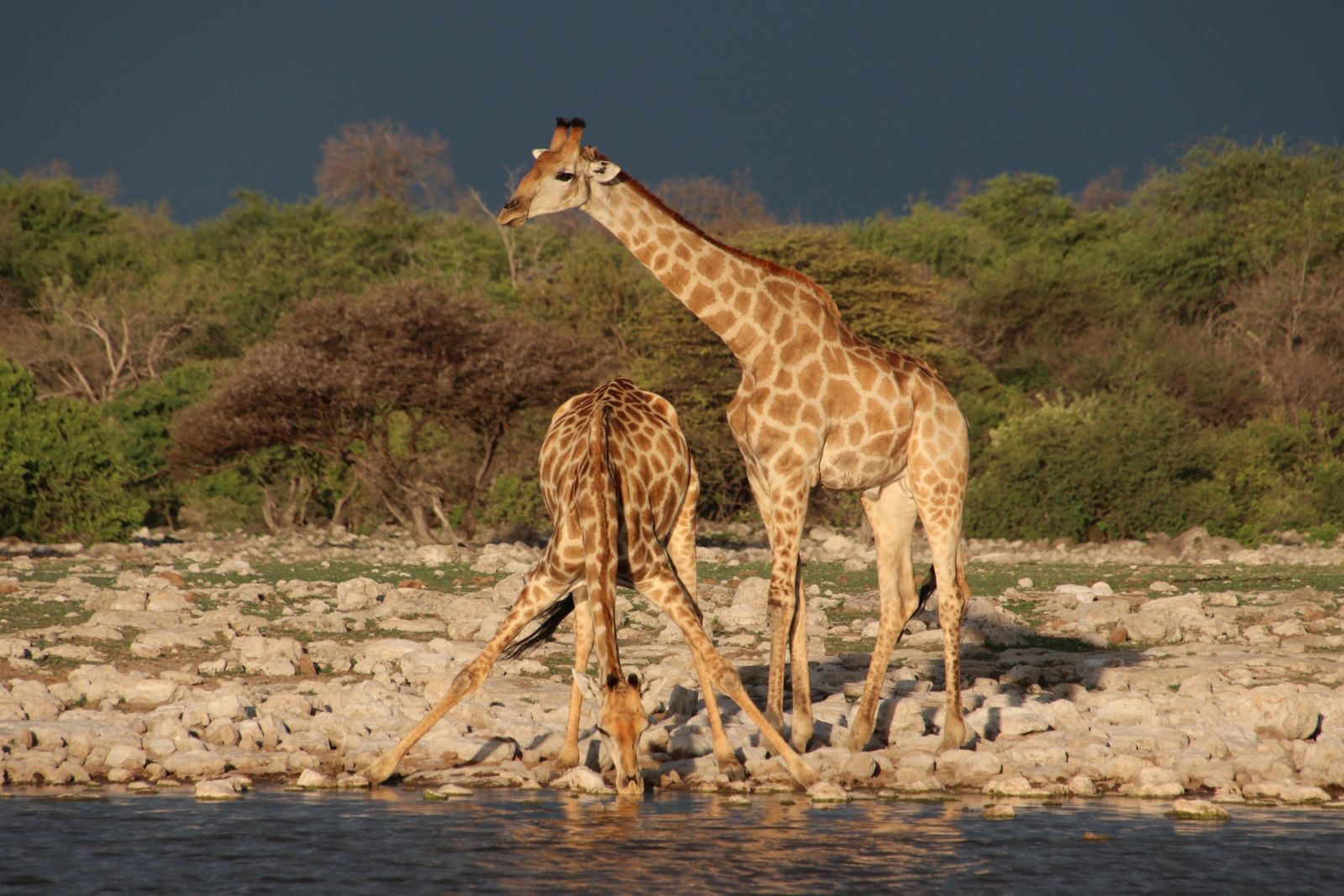 Tolles Bild, wenn Giraffen Wasser trinken.