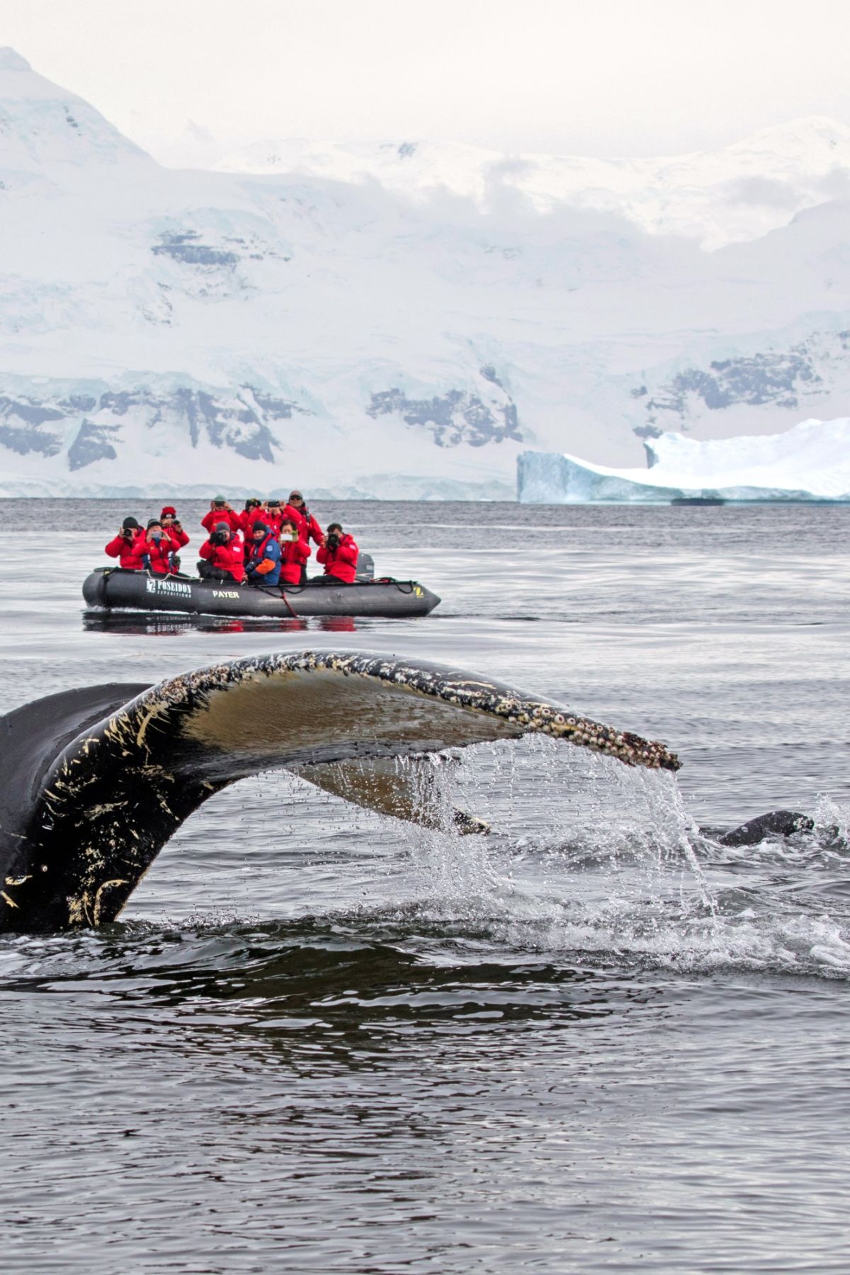 Fluke eines Buckelwales - Walbeobachtung an der Antarktischen Halbinsel