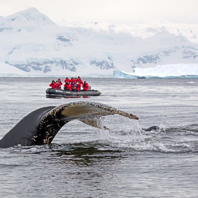 Fluke eines Buckelwales – Walbeobachtung an der Antarktischen Halbinsel