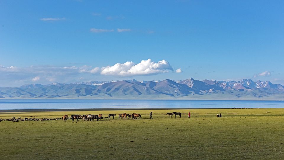Pferde in Landschaft