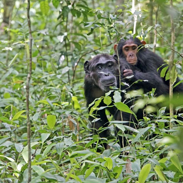Ab und zu sieht man die Schimpansen auch mal am Boden des Waldes.