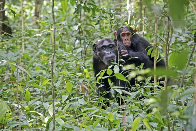 Ab und zu sieht man die Schimpansen auch mal am Boden des Waldes. © Diamir