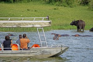Während einer Bootsafari am Kazinga-Kanal, der zwischen Lake Edward und Lake George liegt, gelangt man sehr nah an die Tiere heran. Besonders morgens und nachmittags sammeln sie sich am Ufer.