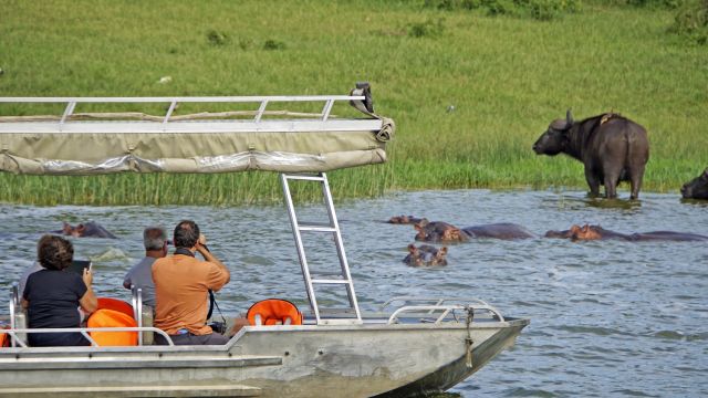 Während einer Bootsafari am Kazinga-Kanal, der zwischen Lake Edward und Lake George liegt, gelangt man sehr nah an die Tiere heran. Besonders morgens und nachmittags sammeln sie sich am Ufer.