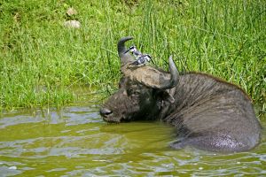 Hier badet ein Wasserbüffel mit Kopfschmuck.