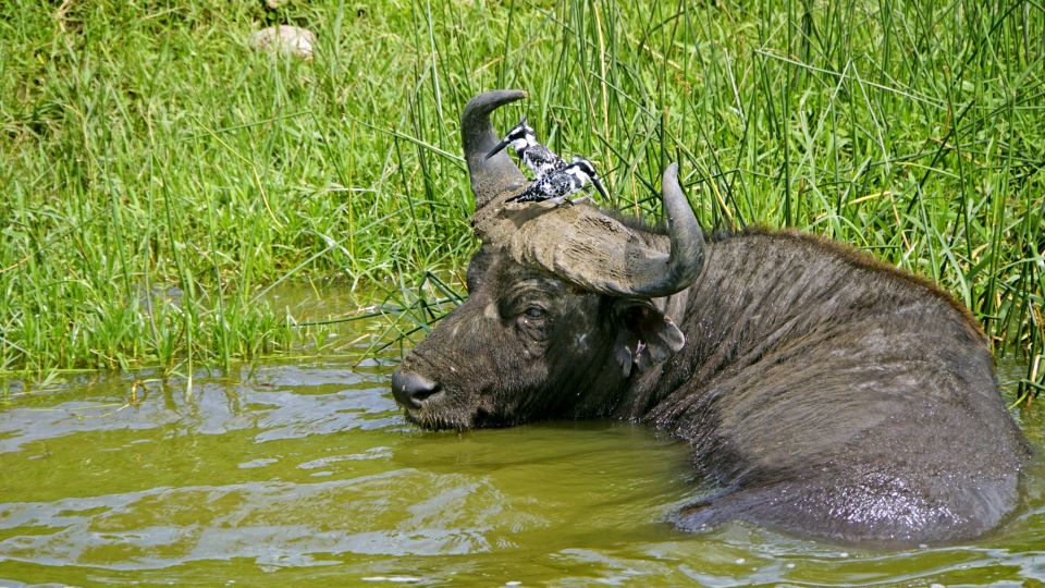 Hier badet ein Wasserbüffel mit Kopfschmuck.