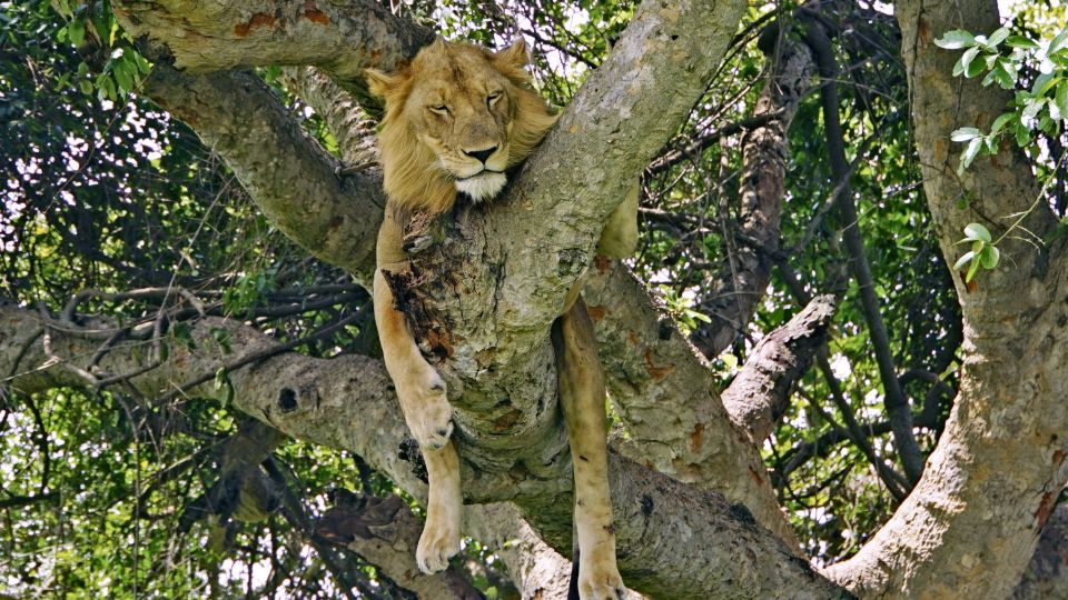 Der Ishasha Sektor im Südwesten des Queen Elizabeth Nationalparks ist berühmt für seine baumkletternden Löwen.