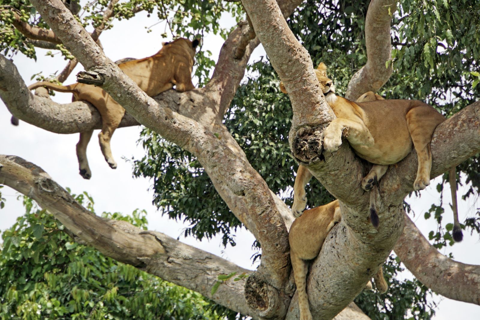 Manchmal hat man die Möglichkeit, auch mehrere Tiere in einem Baum zu sehen. Ein schönes Bild von schlafenden Löwen nach einer erfolgreichen Jagd.