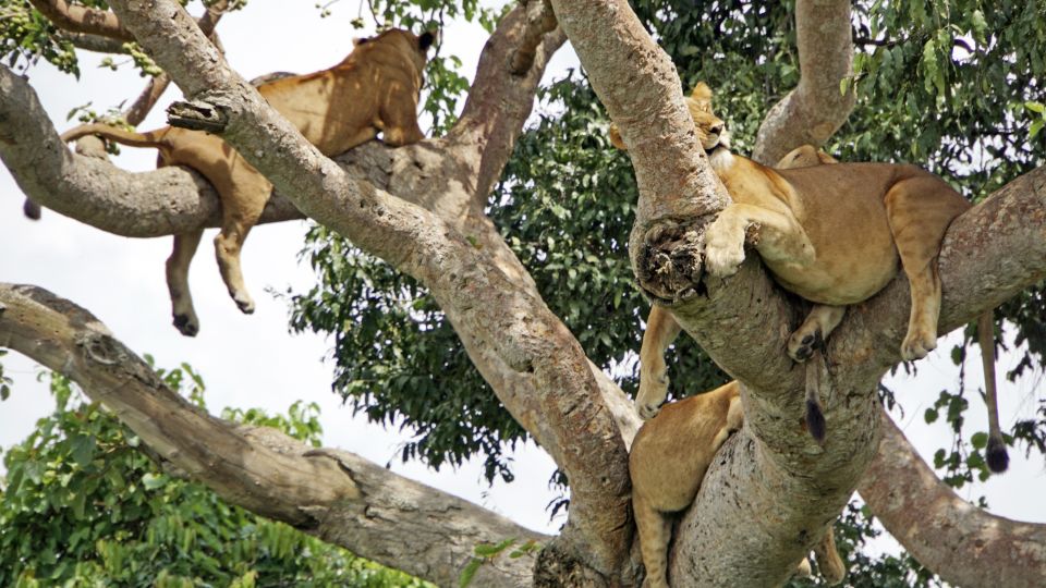 Manchmal hat man die Möglichkeit, auch mehrere Tiere in einem Baum zu sehen. Ein schönes Bild von schlafenden Löwen nach einer erfolgreichen Jagd.