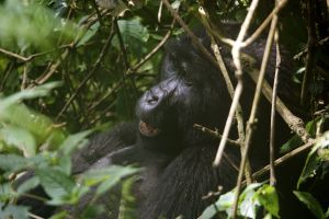 Das Highlight zum Schluss der Reise: der Besuch der Berggorillas im Bwindi Nationalpark.