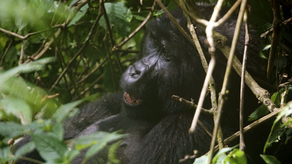 Das Highlight zum Schluss der Reise: der Besuch der Berggorillas im Bwindi Nationalpark.