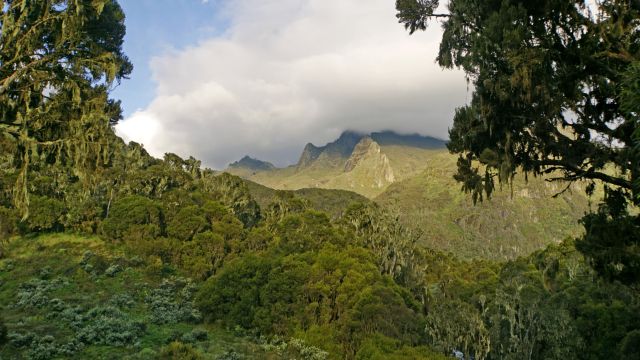 Der Weg führt lange durch üppige Vegetation bis zur Baumgrenze auf ca. 3500 Metern Höhe.
