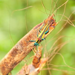 Insekt und Hülle einer Zikade im Detail