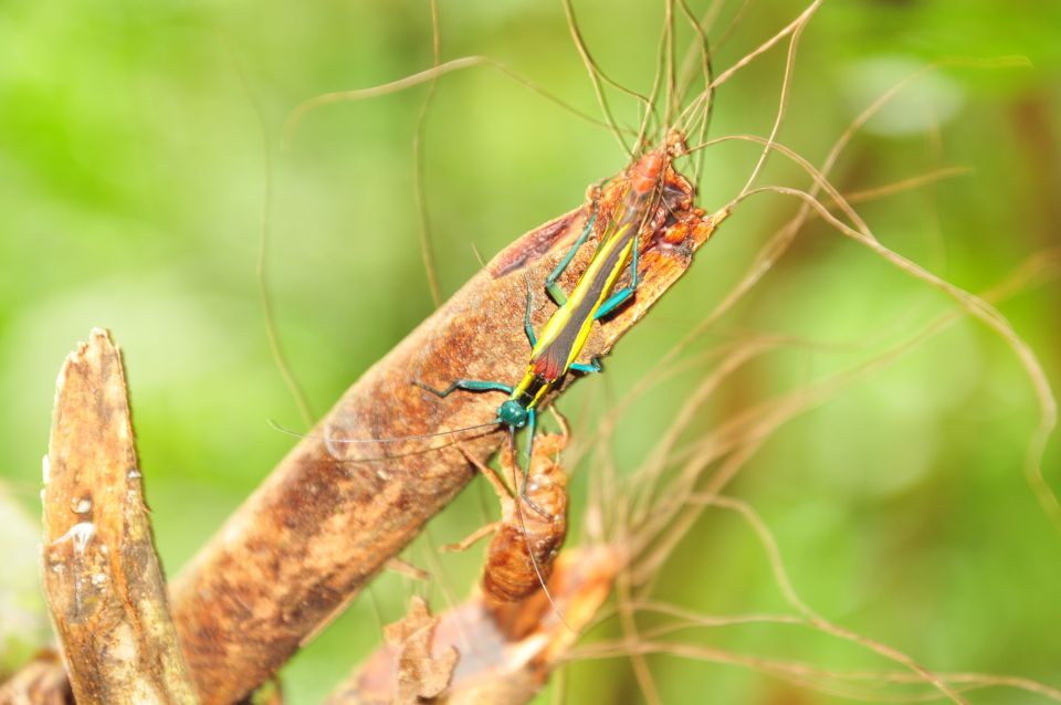 Insekt und Hülle einer Zikade im Detail