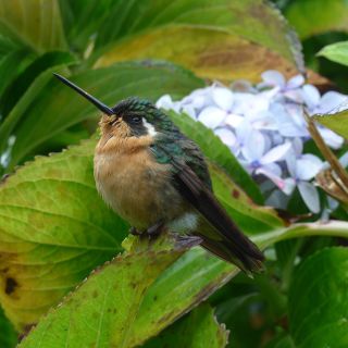 Kolibri im Nebelwald von Costa Rica