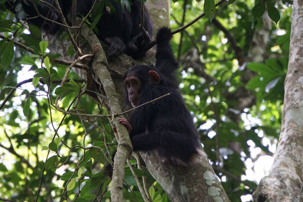 Das Schimpansen-Tracking im Kibale Nationalpark ist einer der weiteren Höhepunkte des Landes. Mit viel Glück kommt man recht nah an die Tiere heran, die meist wild in den Bäumen herumspringen – oder manchmal eben einfach auch nur gediegen futtern.