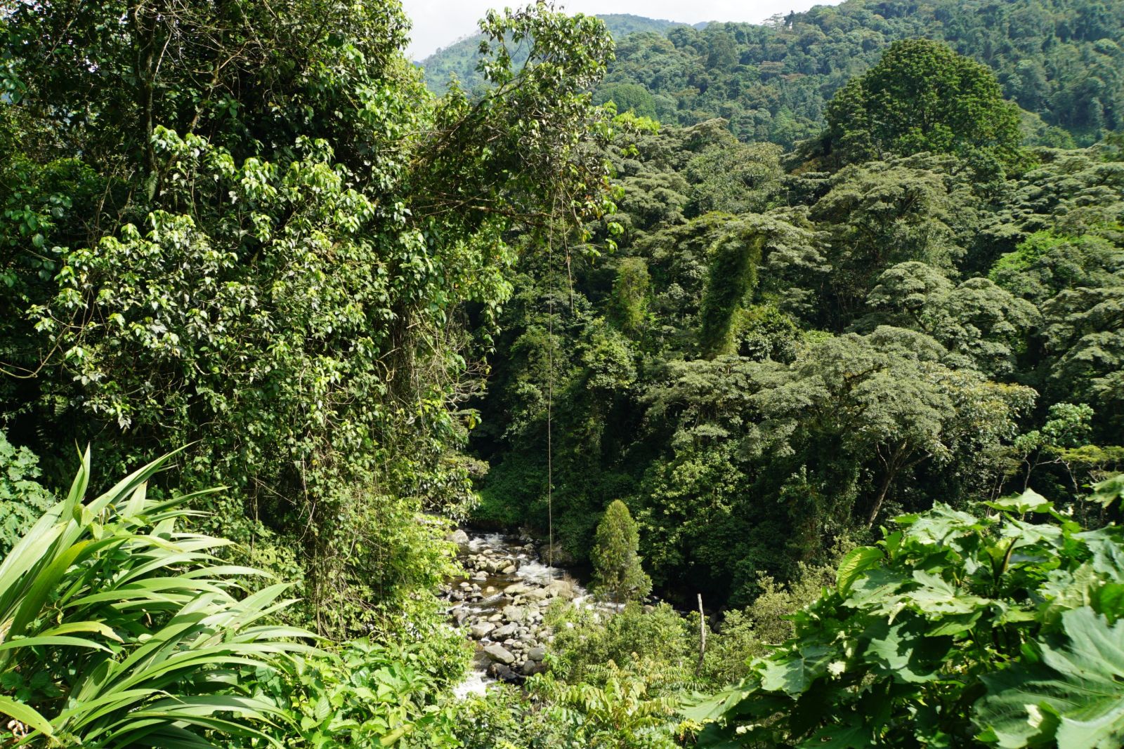 Die üppige Vegetation der Ruwenzoriberge ist das ganze Jahr über grün und reichhaltig.
