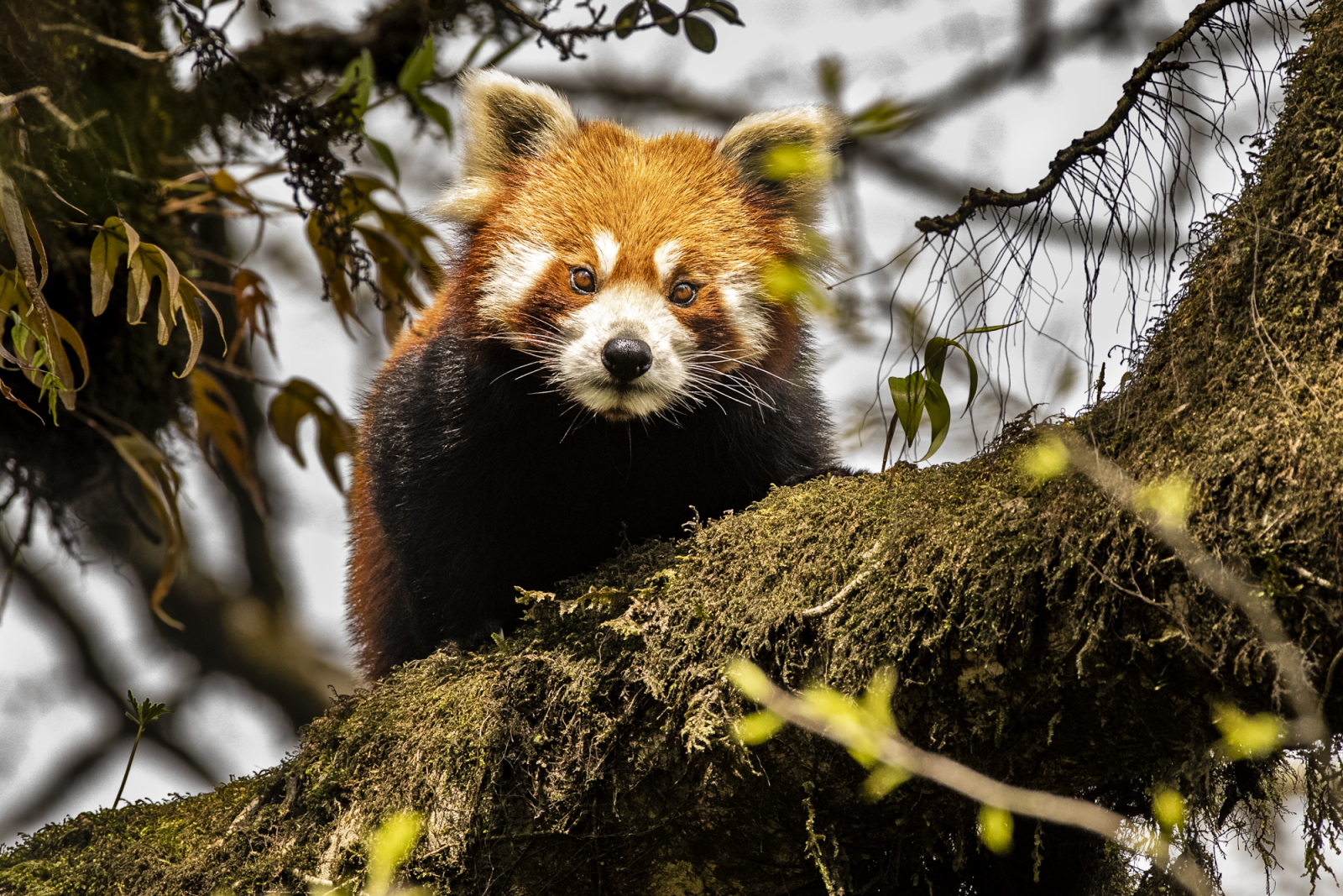 Roter Panda im Singalila-Nationalpark