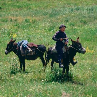 Junge mit Eseln in Kirgistan