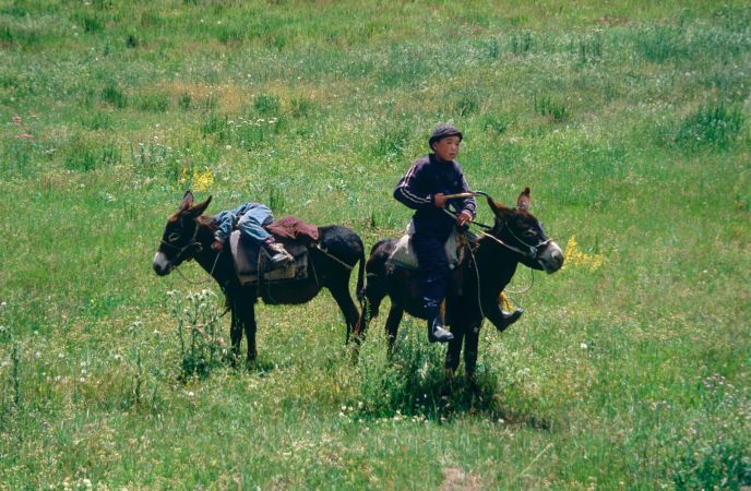 Junge mit Eseln in Kirgistan © Diamir