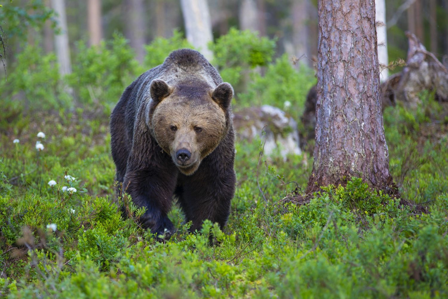 Finnland Karelien Naturreise mit Tierbeobachtung | 8 Tage | Bären ...