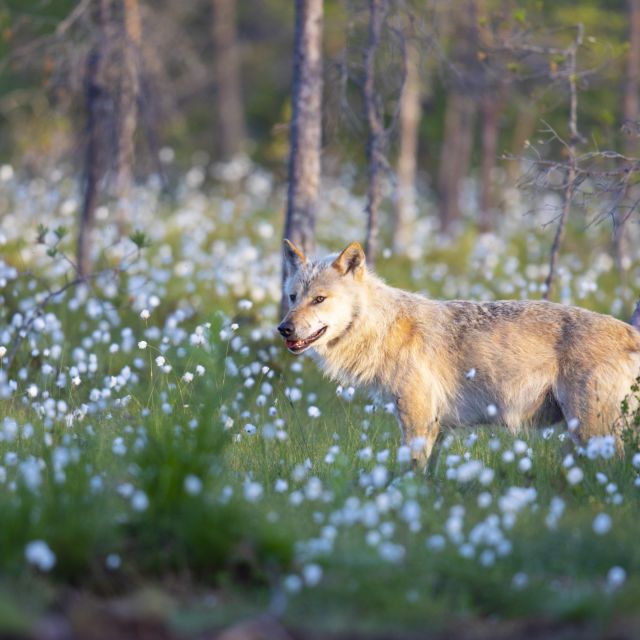 Wolf in Finnland